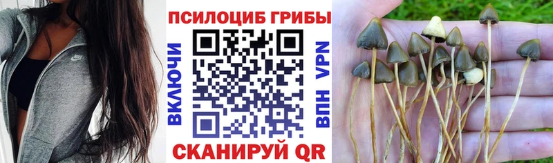 hydra ссылка  Зеленоградск  Галлюциногенные грибы GOLDEN TEACHER  сколько стоит 